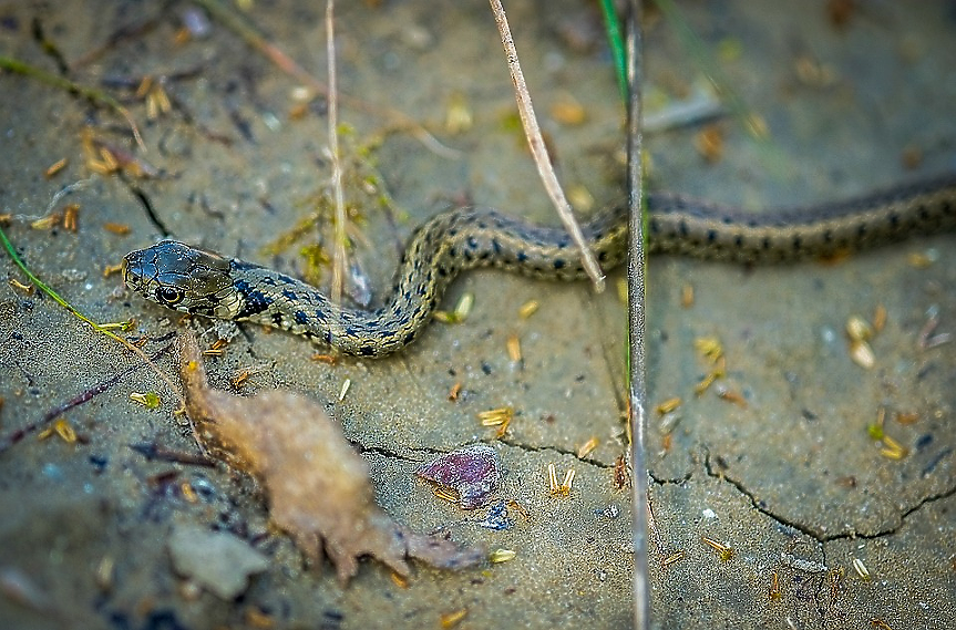Змийската криза в Индия убива десетки хиляди годишно