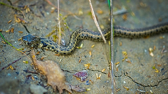 Змийската криза в Индия убива десетки хиляди годишно