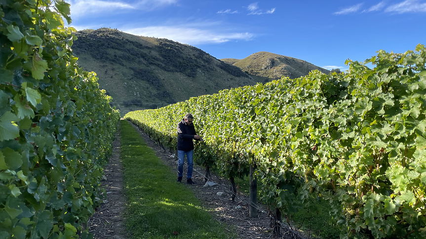 Мидалидаре Нова Зеландия