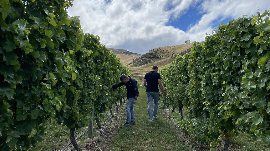 Мидалидаре Нова Зеландия