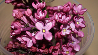 Българска компания с научен пробив в натуралната козметика