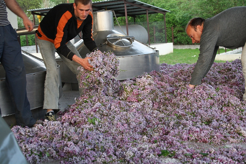 Люляк; ©Екомаат