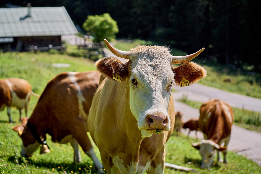 ЕС субсидира говеждото 580 пъти повече от бобовите растения
