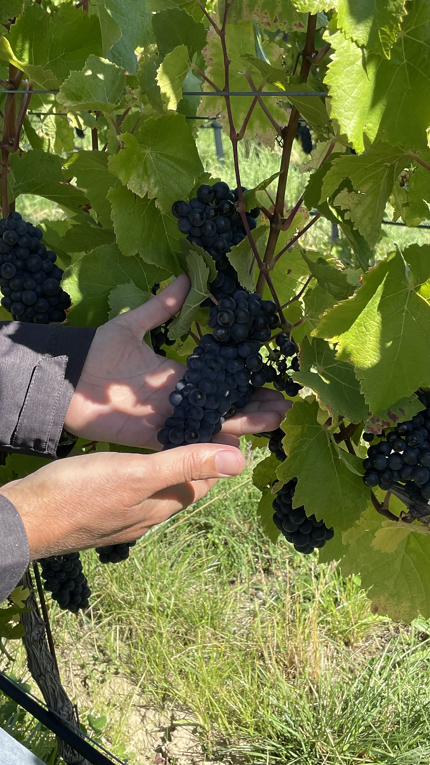 Пино Ноар от Централен Отаго/ Снимка: Мидалидаре 