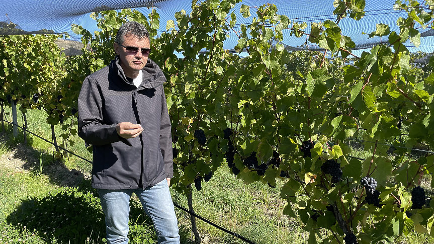 Пино Ноар от Централен Отаго/ Снимка: Мидалидаре 