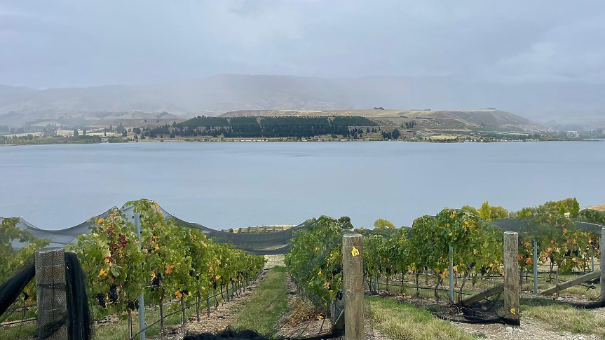 Пино Ноар от Централен Отаго/ Снимка: Мидалидаре 