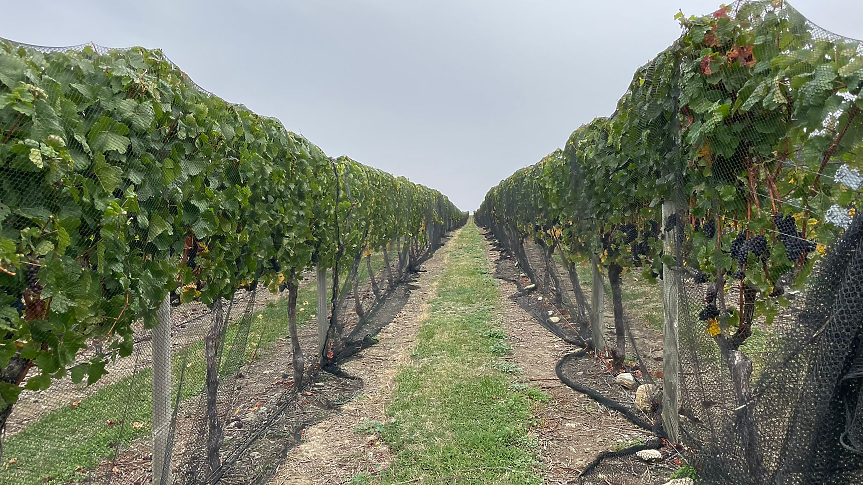 Пино Ноар от Централен Отаго/ Снимка: Мидалидаре 