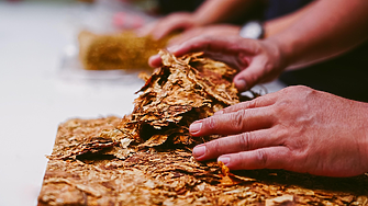 Колко струва един килограм тютюн в България и каква премия дават субсидиите?