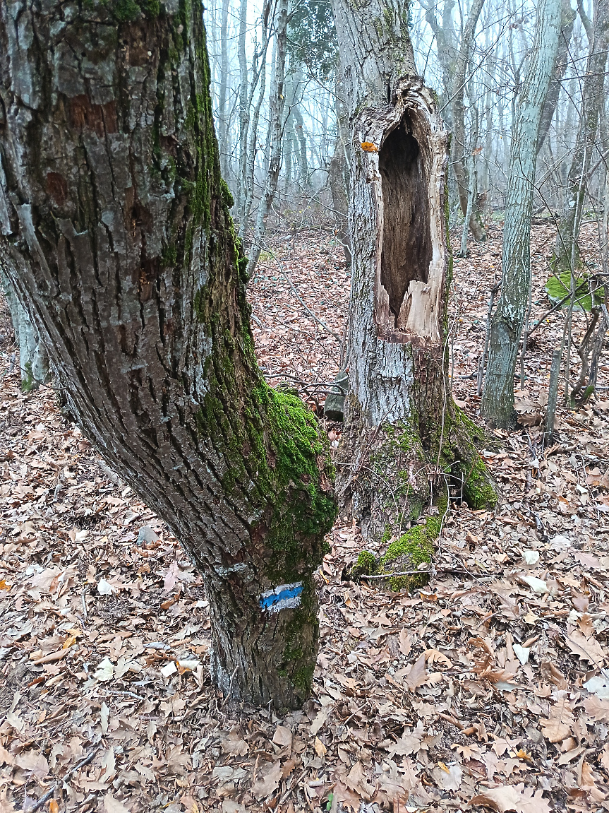 Експерти: Запасът на горите у нас се е увеличил 3 пъти за 60 години