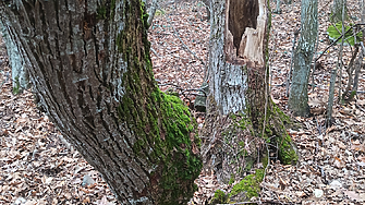 Експерти: Запасът на горите у нас се е увеличил 3 пъти за 60 години