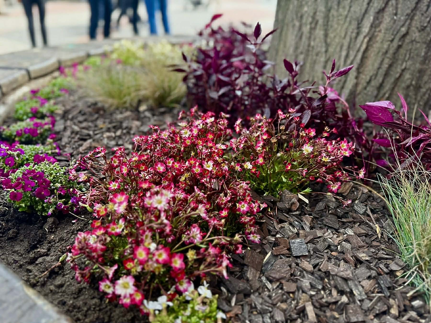 Хиляди нови цветя засади български град на една от най-дългите пешеходни зони в Европа (снимки)