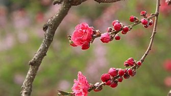 Защо гръцки град на 70 км от Солун се превръща в топ атракция през пролетта?