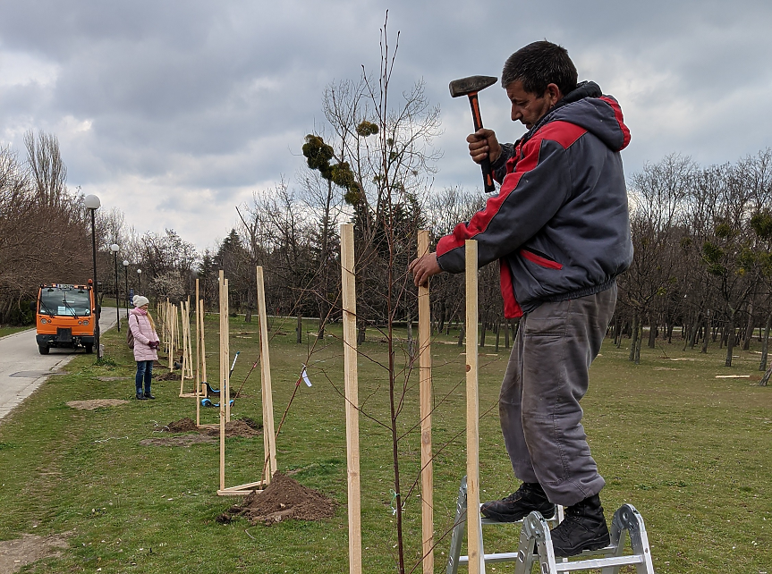 Искате да засадите дърво в града? Ето какви са правилата