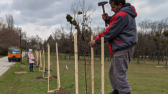 Искате да засадите дърво в града? Ето какви са правилата