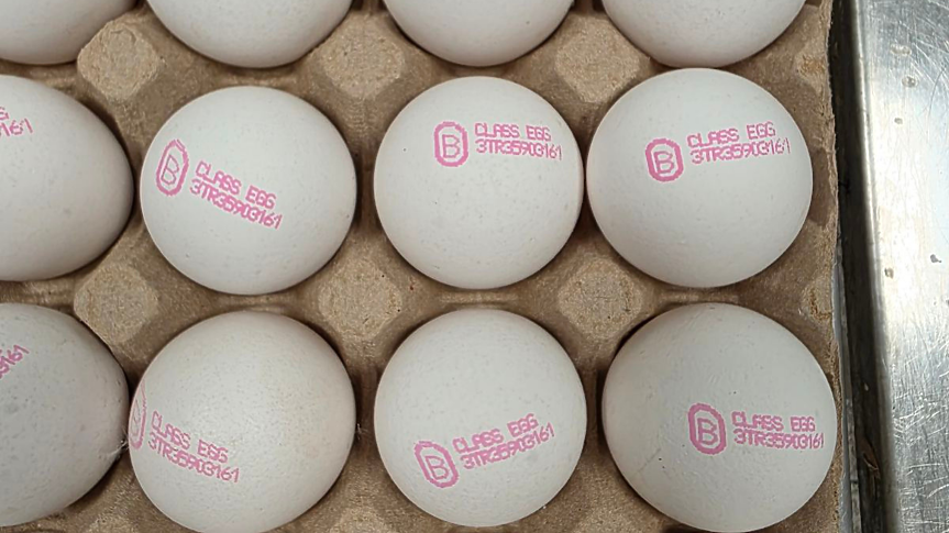 БАБХ върна почти 1.3 млн яйца в Турция; ©БАБХ