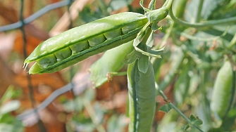 Протеиновият бум измества пшеницата - фермерите засаждат грах и леща