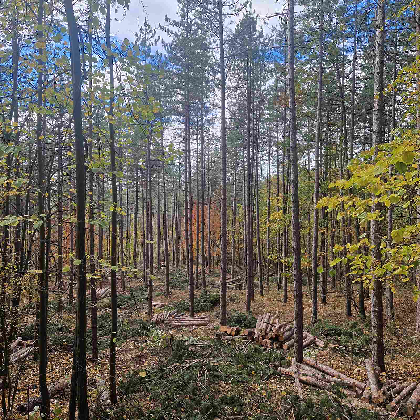 дърва, гора, дървета, дървесина / БКДМП 