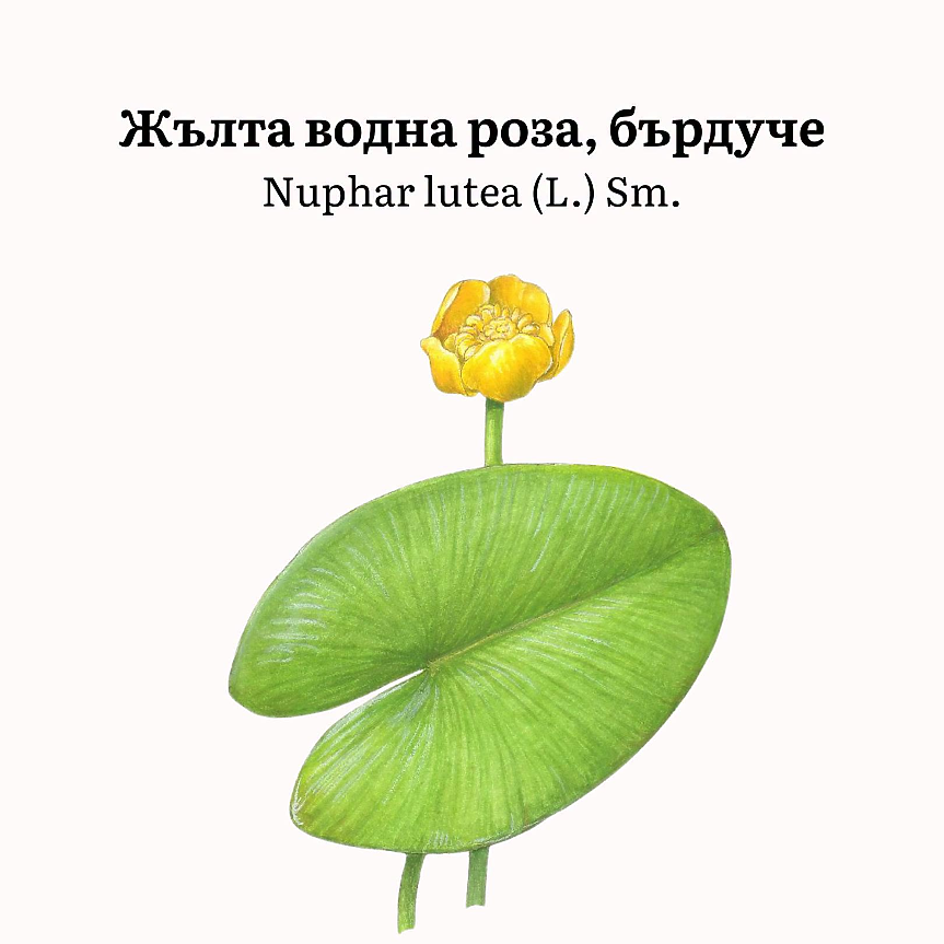 Nuphar lutea (сем. Nymphaeaceae) представлява многогодишно растение с пълзящо коренище и два типа листа – плаващи и потопени. 