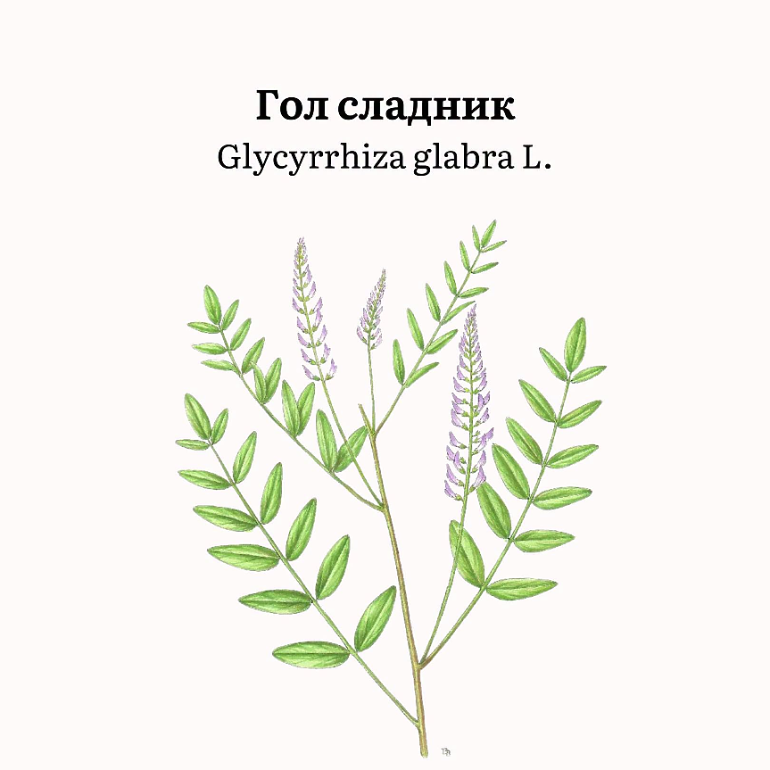 Glycyrrhiza glabra (сем. Fabaceae) има дебело коренище и изправени, силно разклонени стъбла до 1 m височина, покрити с жлезисти власинки. 