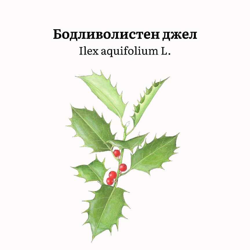 Ilex aquifolium (сем. Aquifoliaceae) е застрашен вечнозелен вид. Представлява храст или ниско дърво до 10 m, с кожести, тъмнозелени листа с бодлив ръб и червени плодове. 