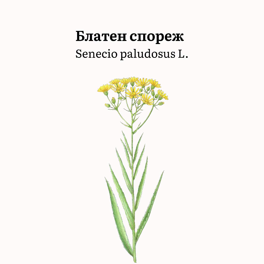 Senecio paludosus L. (сем. Asteraceae) е многогодишно тревисто растение с височина 50–200 cm. 