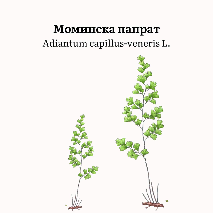 Adiantum capillus-veneris (сем. Adiantaceae) представлява многогодишно тревисто растение с късо коренище и нежни, перести листа, дълги до 30 cm.