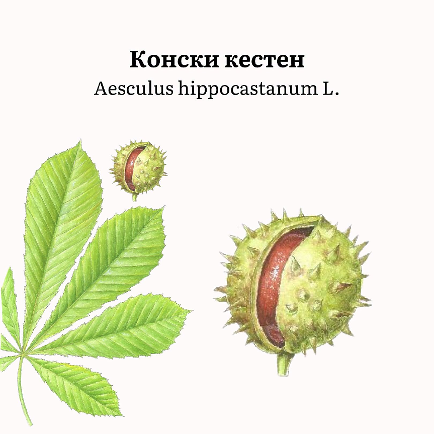 Aesculus hippocastanum (сем. Hippocastanaceae) е дърво с височина до 25 m, с големи листа и бели цветове с розови или червени петна. 
