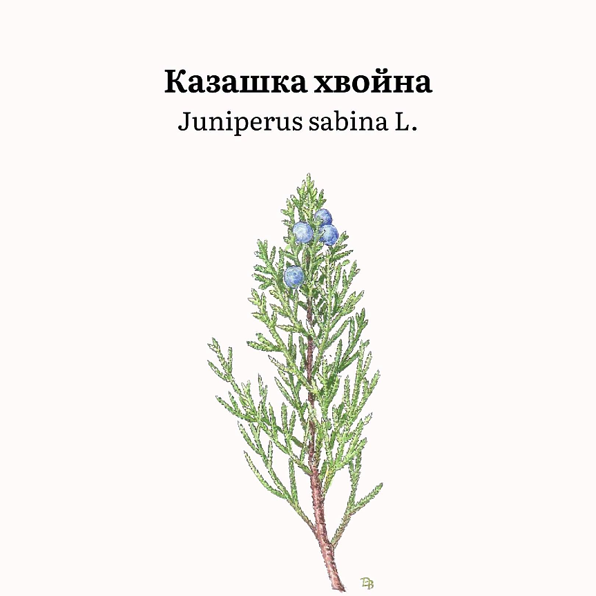 Juniperus sabina (сем. Cupressaceae) представлява храст с полегнали клони, червеникаво-сива кора и силна миризма.