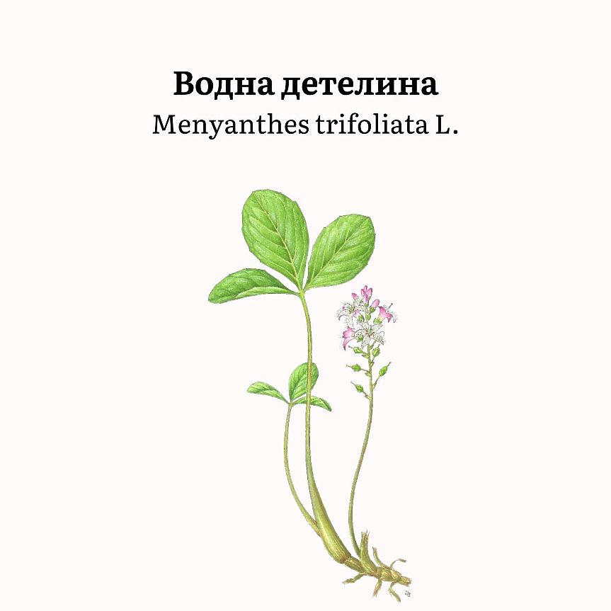 Menyanthes trifoliata (сем. Menyanthaceae) има дълго пълзящо коренище, тройни листа и цветоносни стъбла с розово-бели цветове, цъфтящи през април-май. 