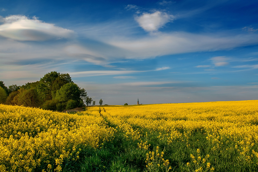 Поле с рапица; ©Pixabay