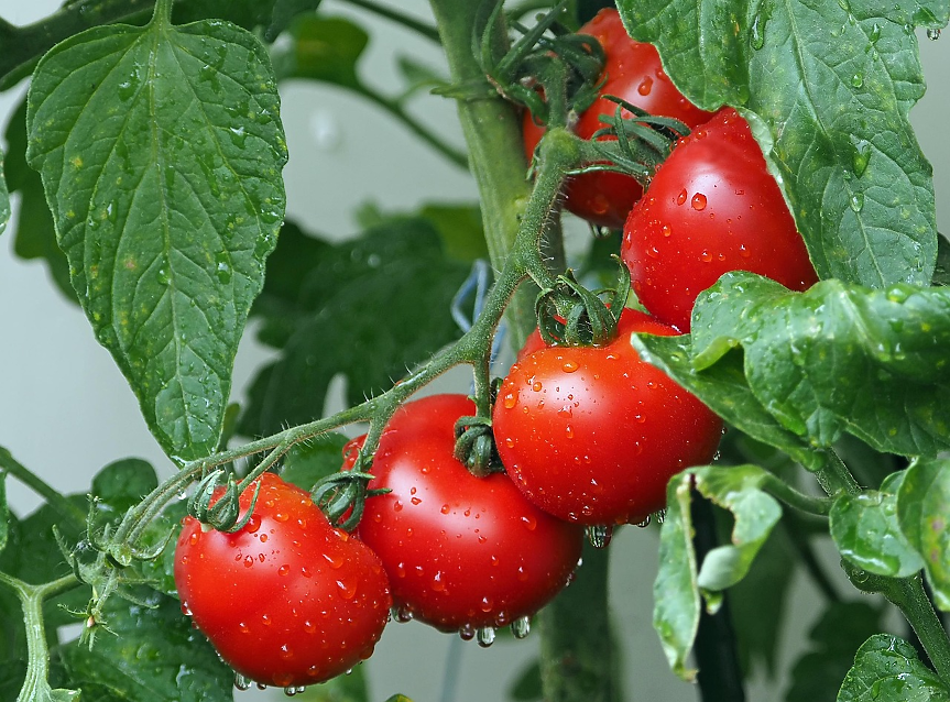Как се промениха цените на храните тази седмица? Вижте кои продукти поскъпнаха