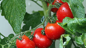 Как се промениха цените на храните тази седмица? Вижте кои продукти поскъпнаха