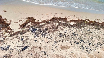 Властите: Мазутните топчета по плажовете са от старо замърсяване, а не от нов разлив