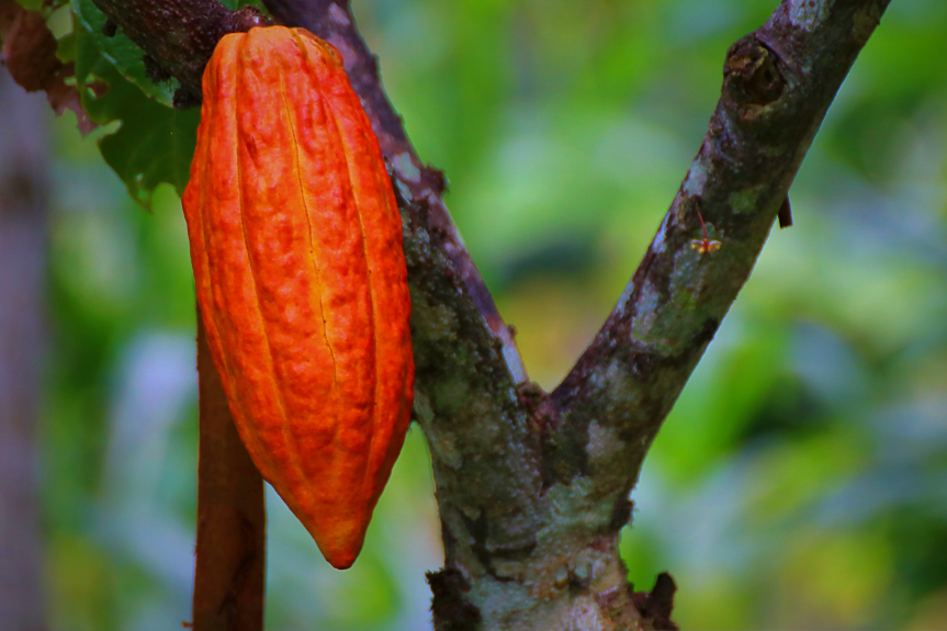 Какаово зърно; ©Pixabay