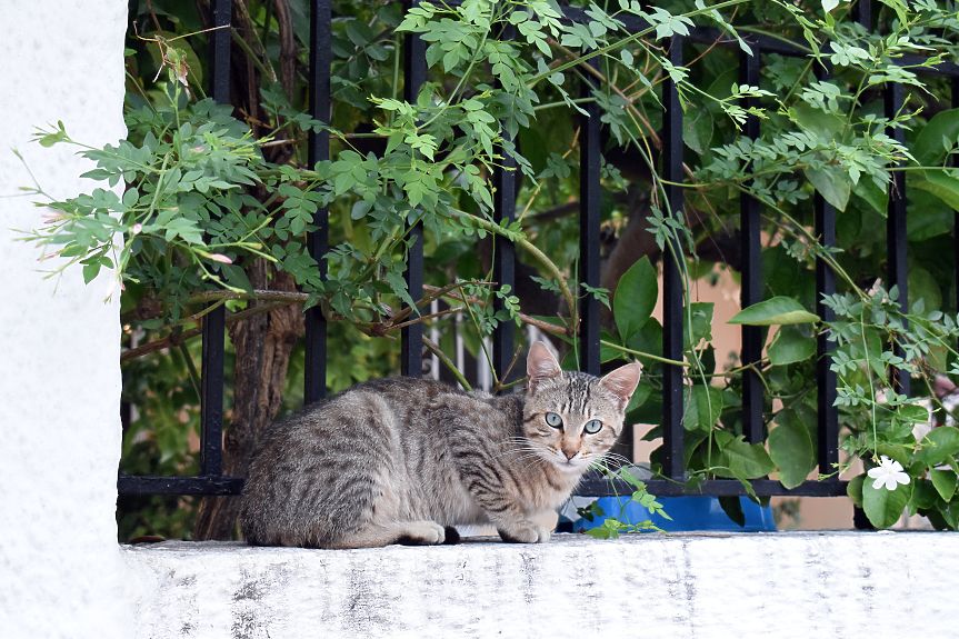 Котка на ограда на къща в Атина, Гърция; ©Pixabay