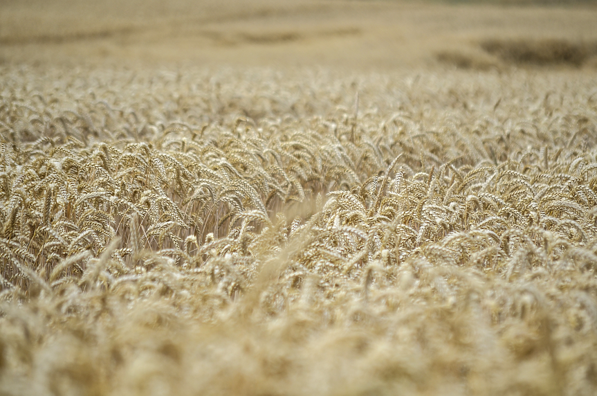 Поле с пшеница; ©Pixabay