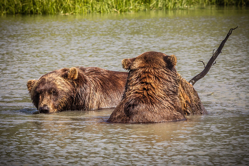 Fat Bear Week започна: 16 мечки се борят за титлата на най-дебелата в Аляска